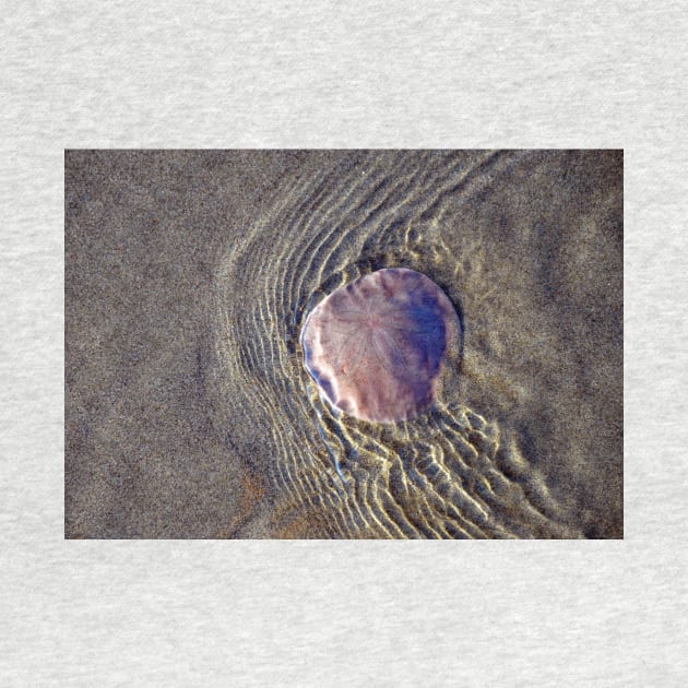 Sand Dollar Ripples - Oregon Coast by DeniseBruchmanPhotography